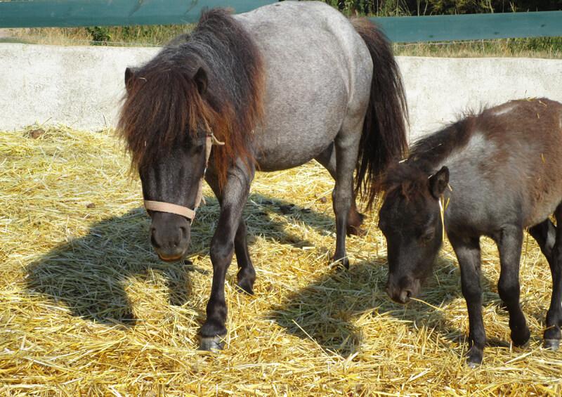 Ponystute mit Fohlen bei Tiergestützte Pädagogik Sulzbach
